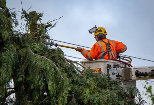 Best Tree Mulching  in Payson, UT