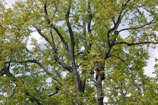 How Our Tree Care Process Works  in  Payson, UT